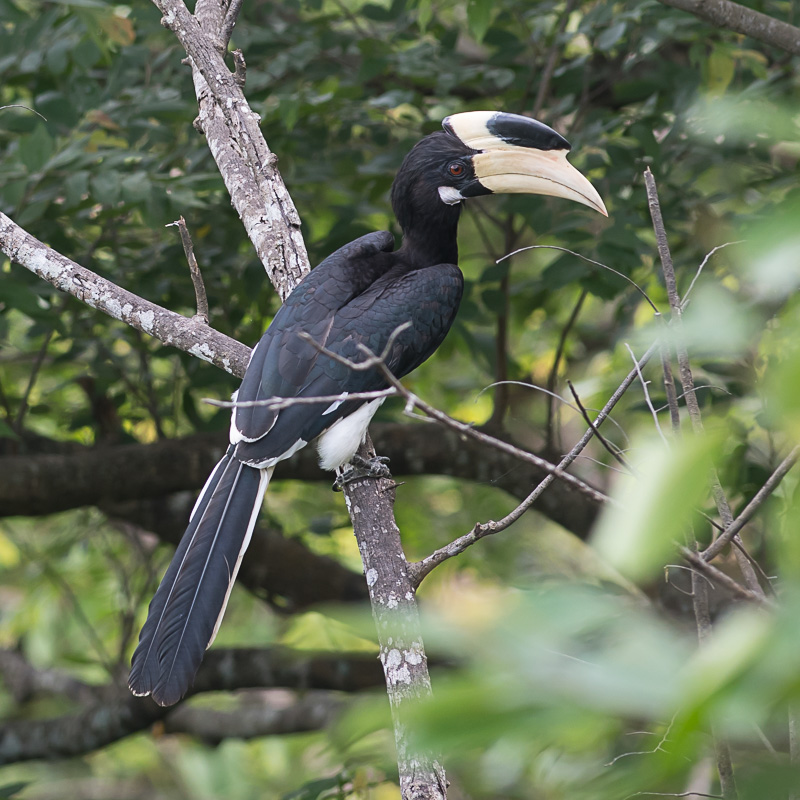 Malabarneushoornvogel